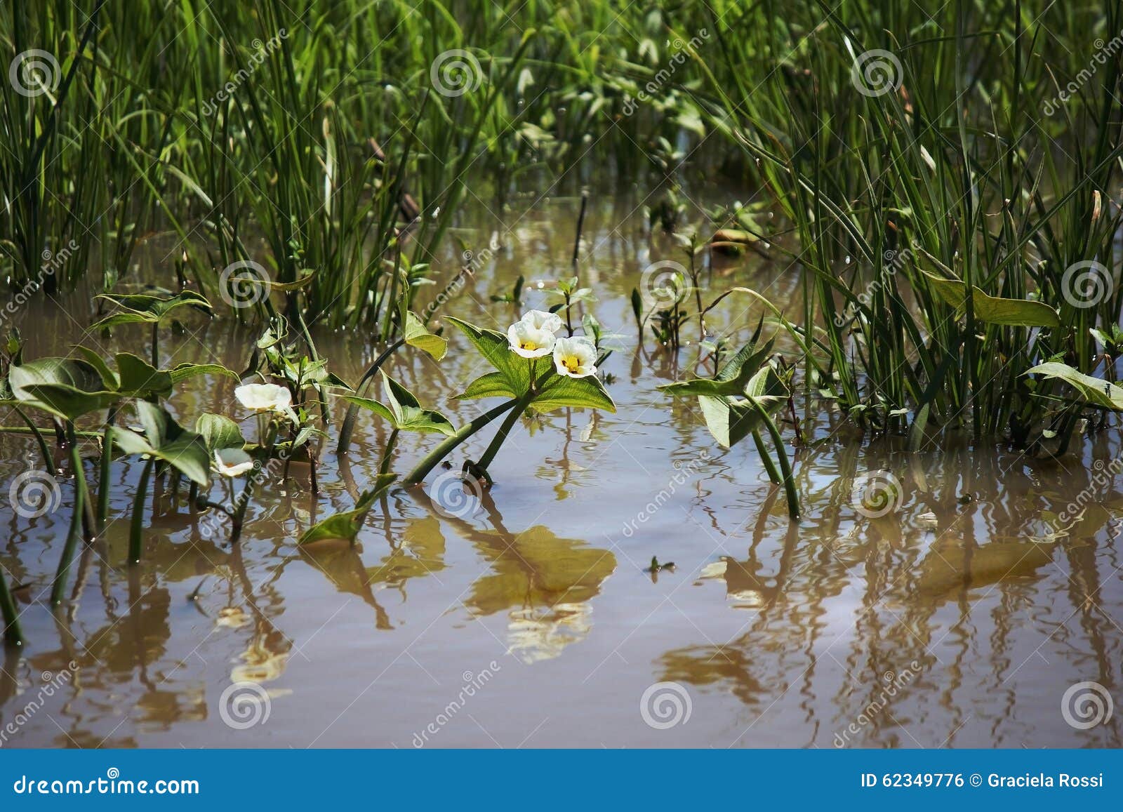 pond with plants