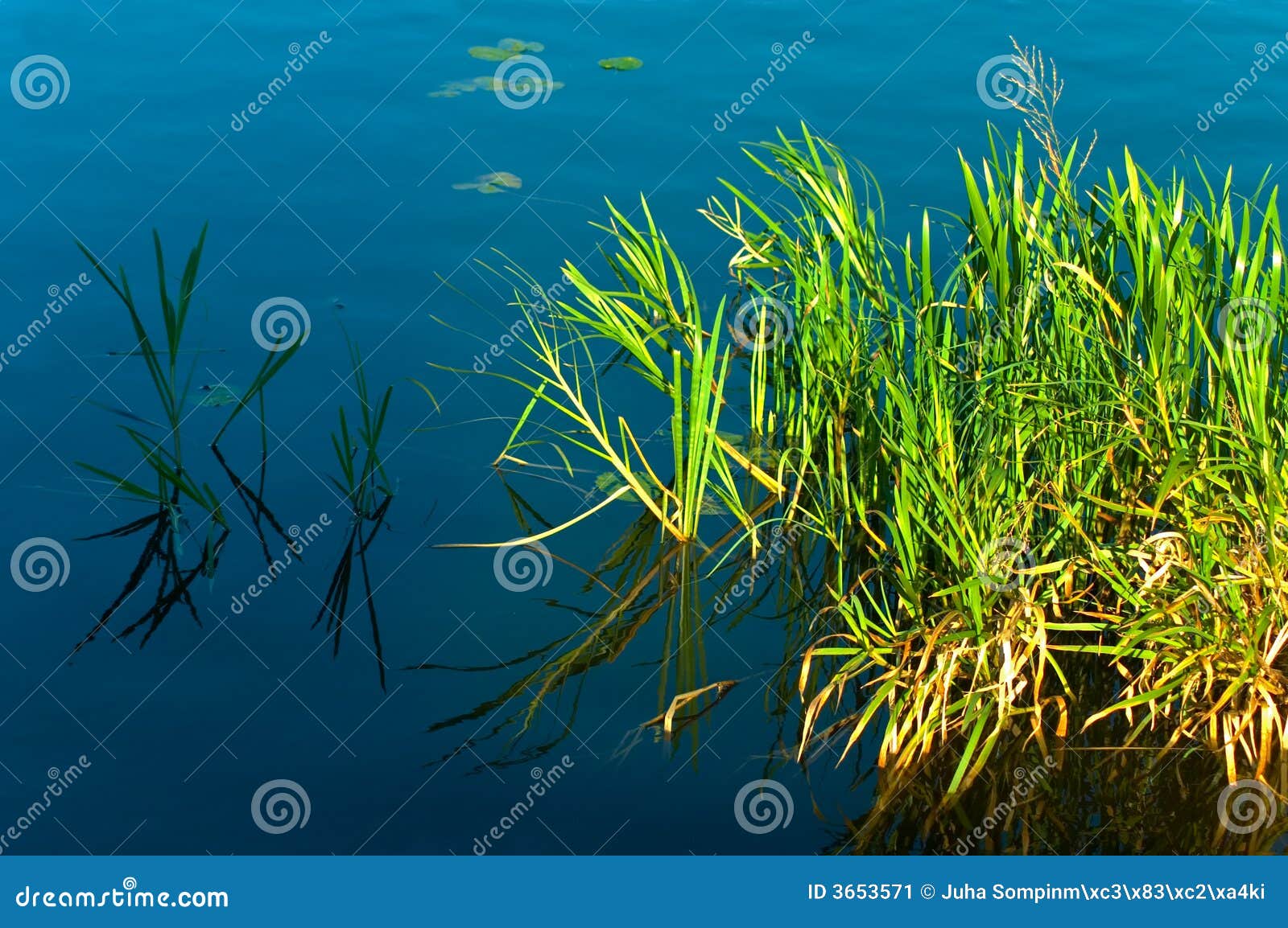 Pond reed stock image. Image of protect, landscape, green 3653571