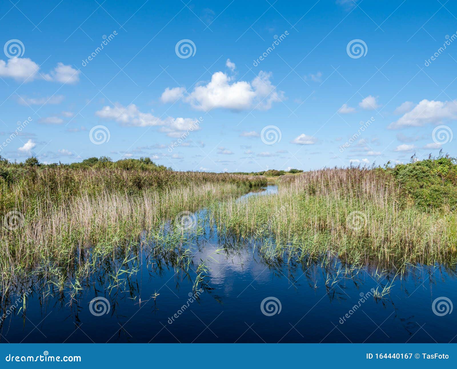 pond with reed in marsh of binnenkwelder on schiermonnikoog, netherlands