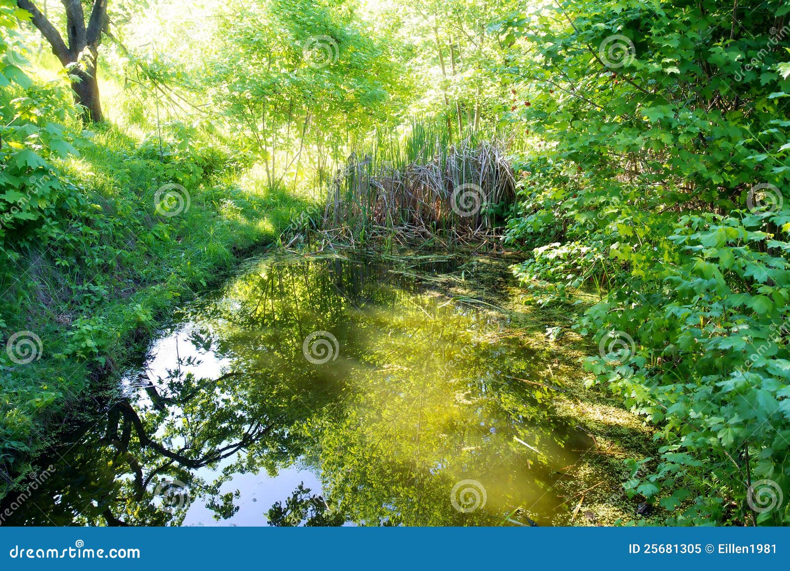 Pond with reed on sunset stock image. Image of plant 25681305