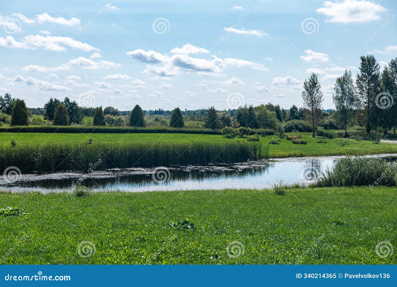 pond reflecting a bright blue sky with fluffy clouds. the pond is surrounded by lush green grass and trees, creating a
