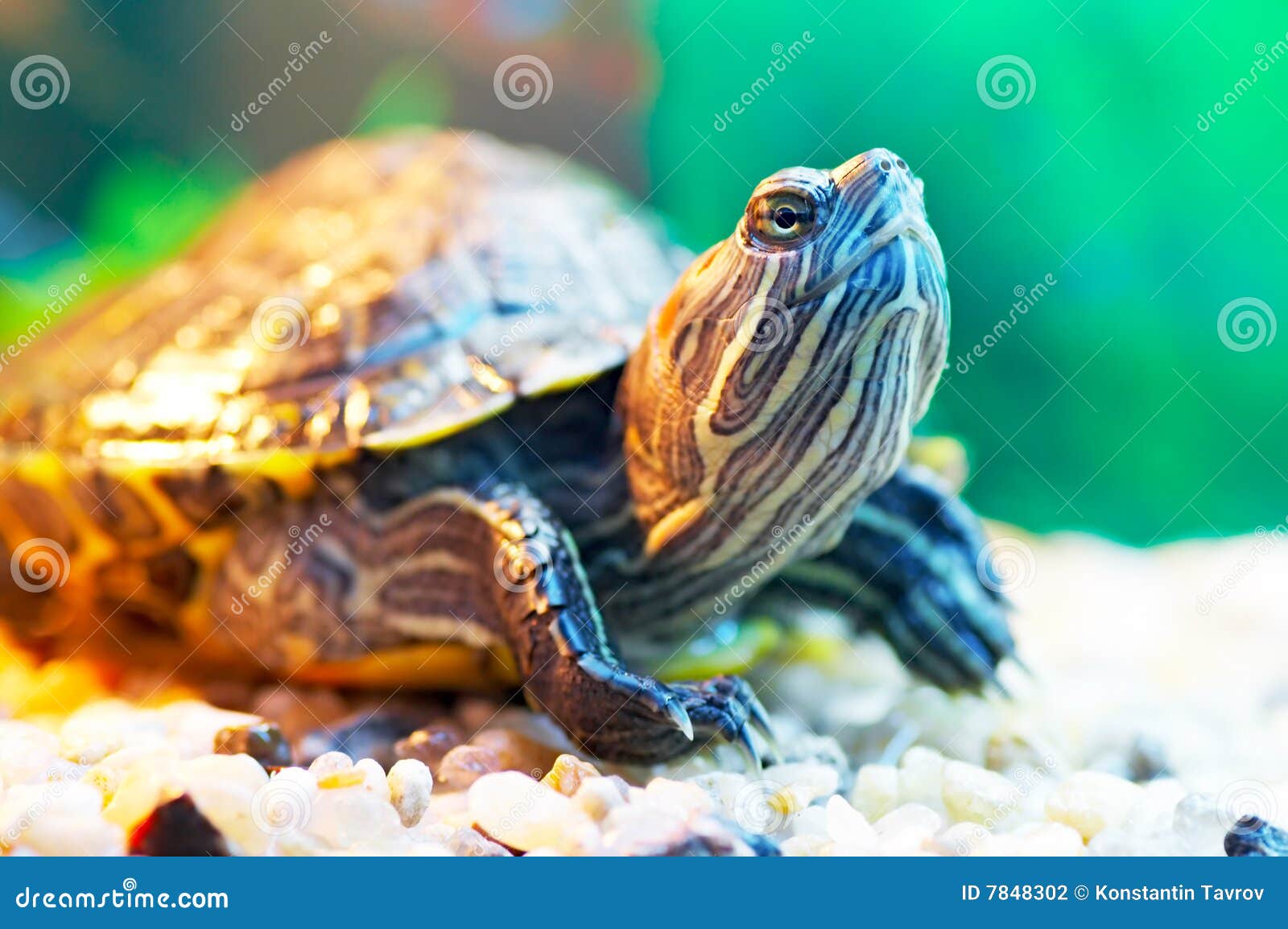 pond slider pond slider
