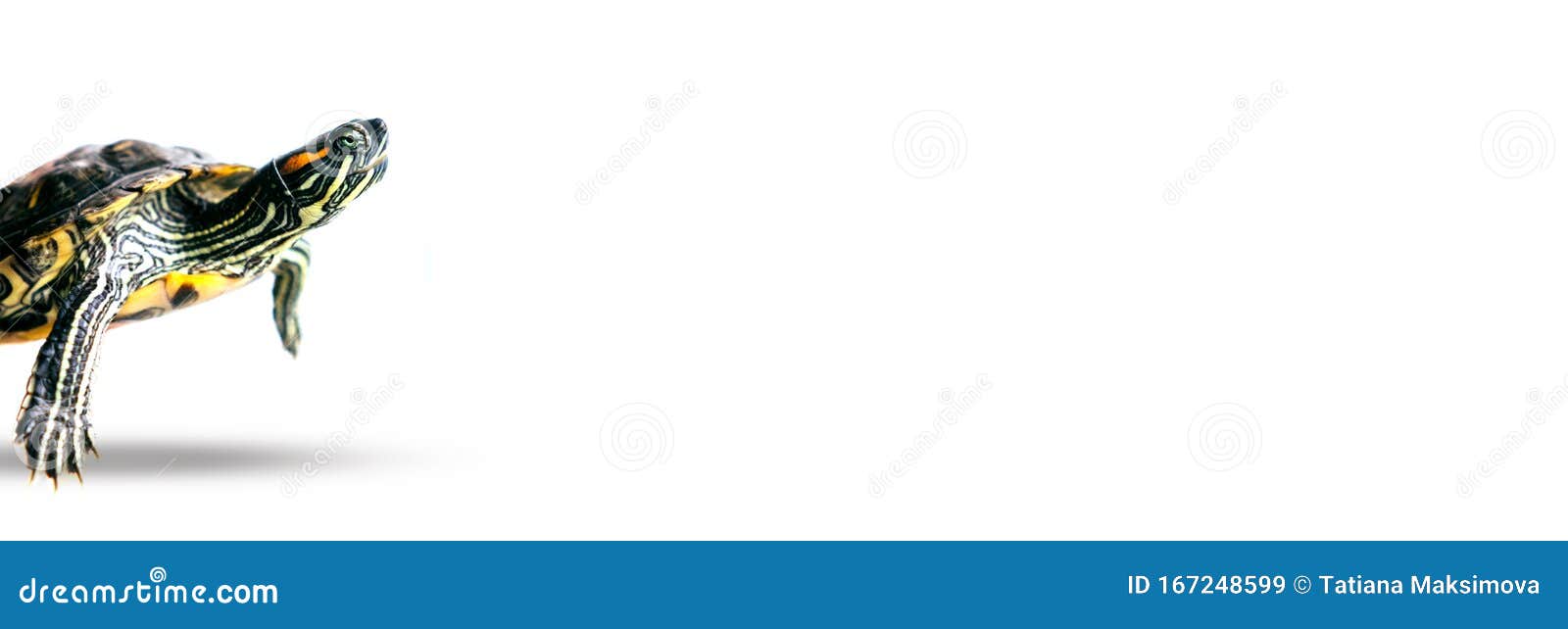 pond slider . white background