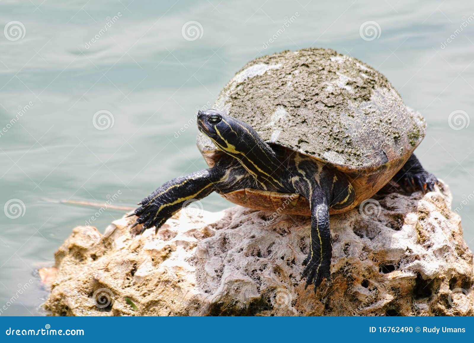pond slider pond slider