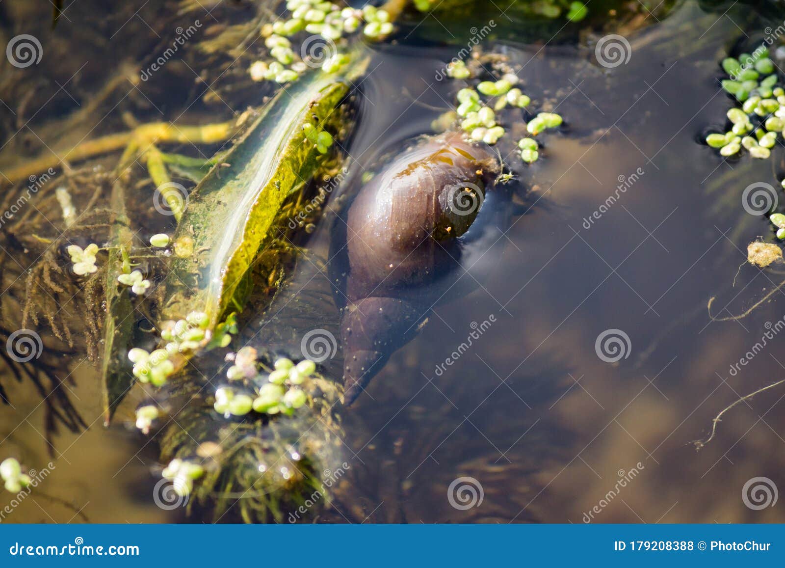 Pond Snail Lymnaea in a Pond among Algae Stock Photo Image of pond