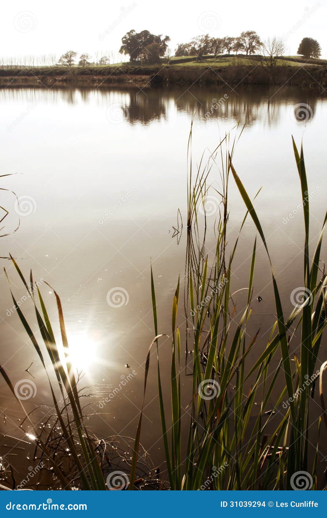 Pond stock photo. Image of reflection, swamp, sunlight 31039294