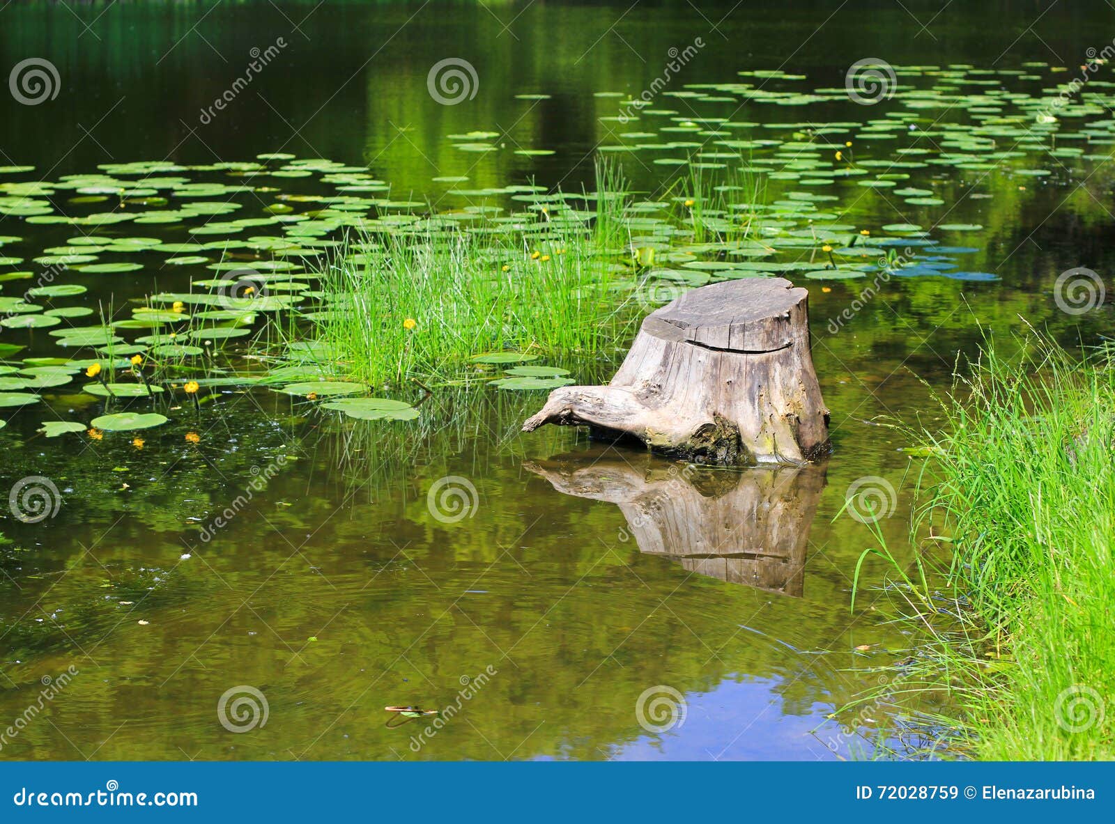 Pond and tree stump stock image. Image of leaf, yellow 72028759