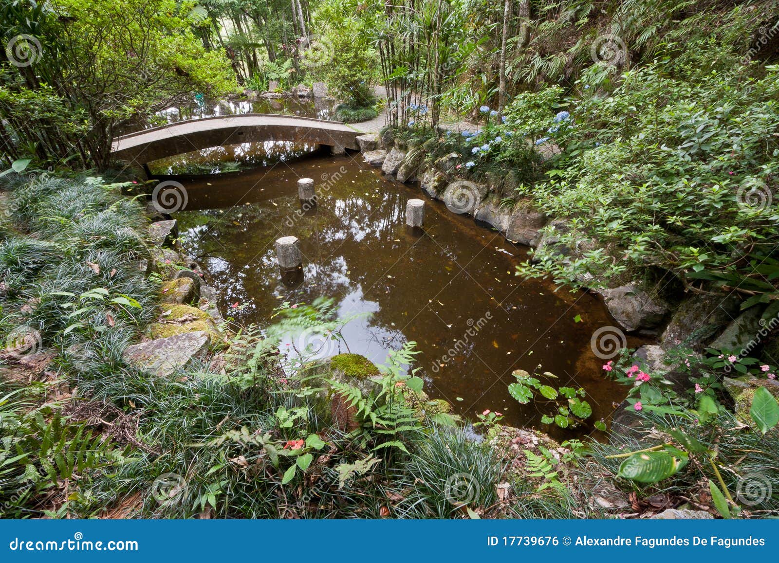 A Pond In The Tropical Forest Stock Photo Image Of Forest Serra