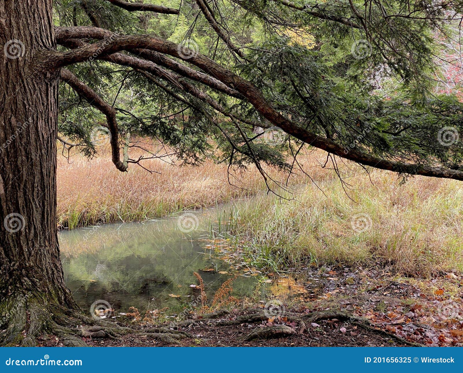 Pond Under the Tree Surrounded by Grass in the Forest Stock Image