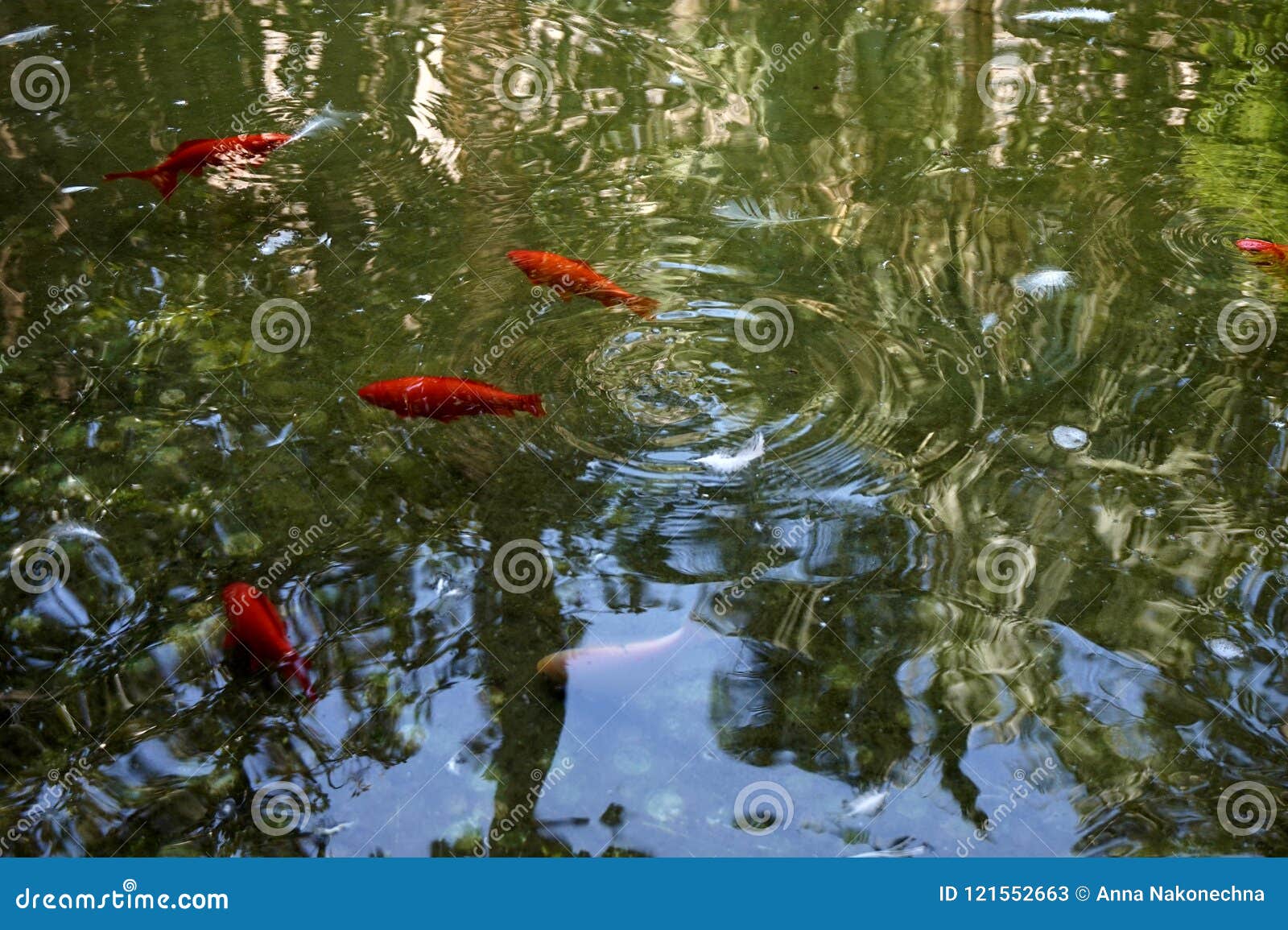 A Pond in Which Red Fishes Swim Stock Image Image of natural, lake
