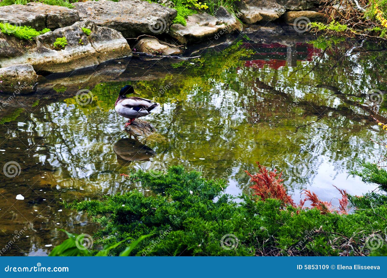 Pond in zen garden stock image. Image of landscaping, park 5853109