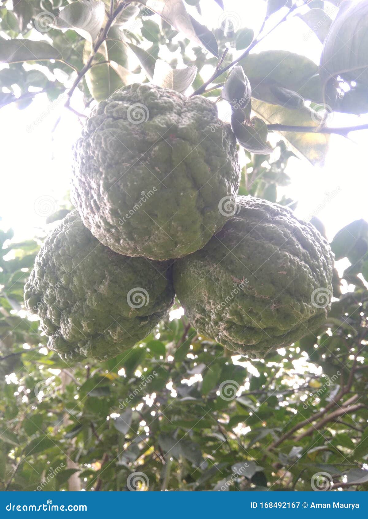 Big lemon fruits in india stock image. Image of seedy ... Big lemon fruits in india stock image. Image of seedy ...