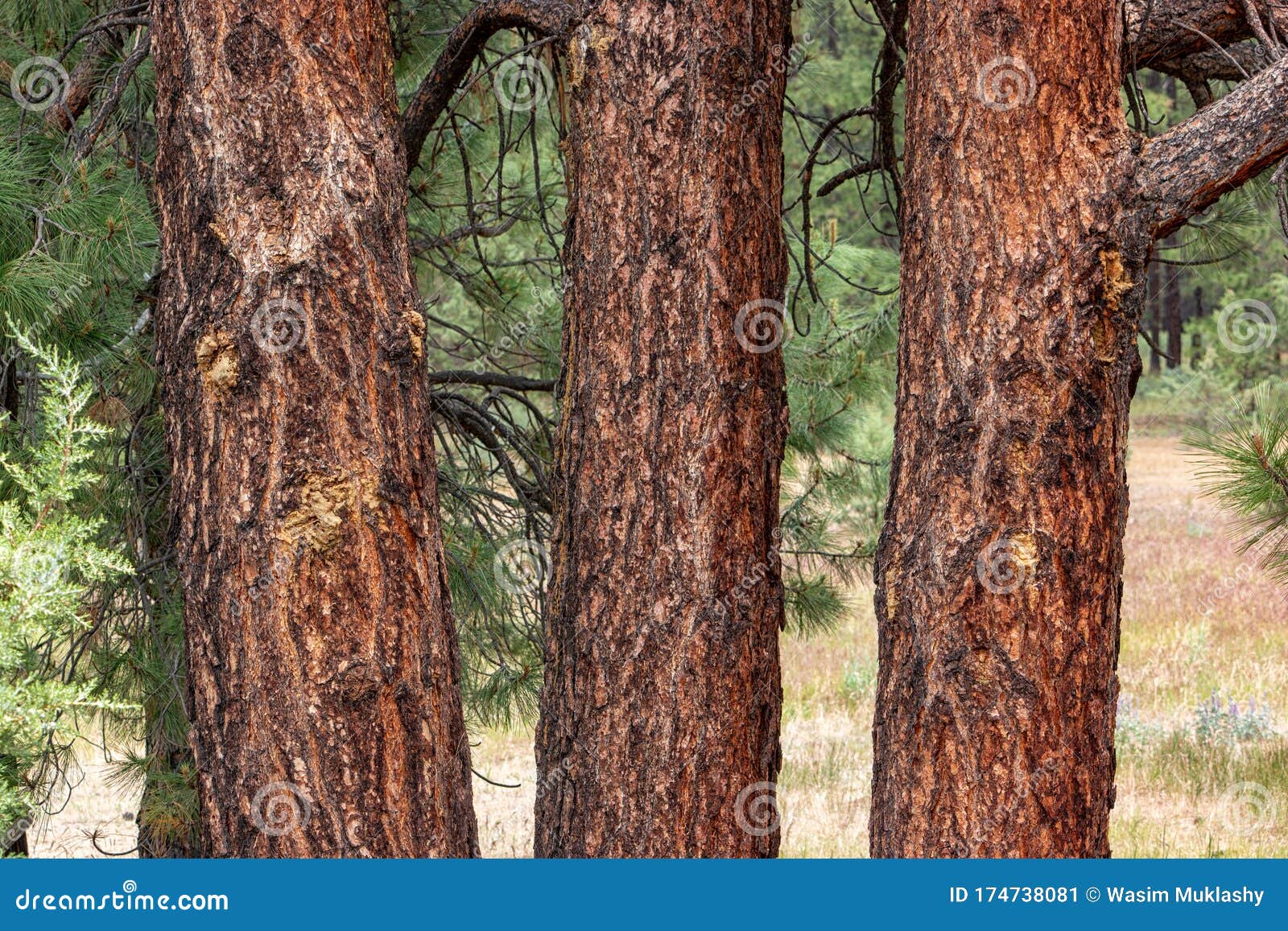 Ponderosa Pines in Central Oregon Stock Image Image of ecology