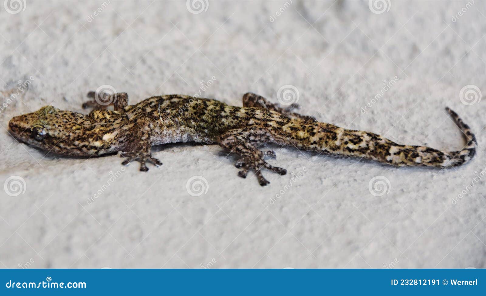 the pondo flat gecko