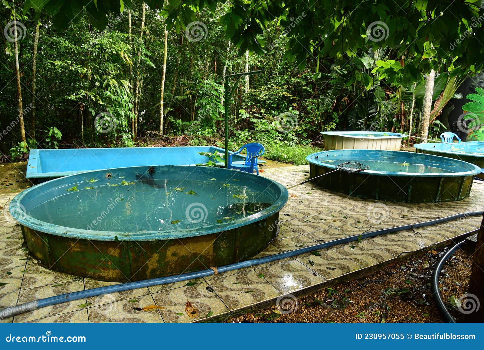 manatees rescue program by the instituto nacional de pesquisa da amazonia inpa in bosque da ciencia, manaus, brasil