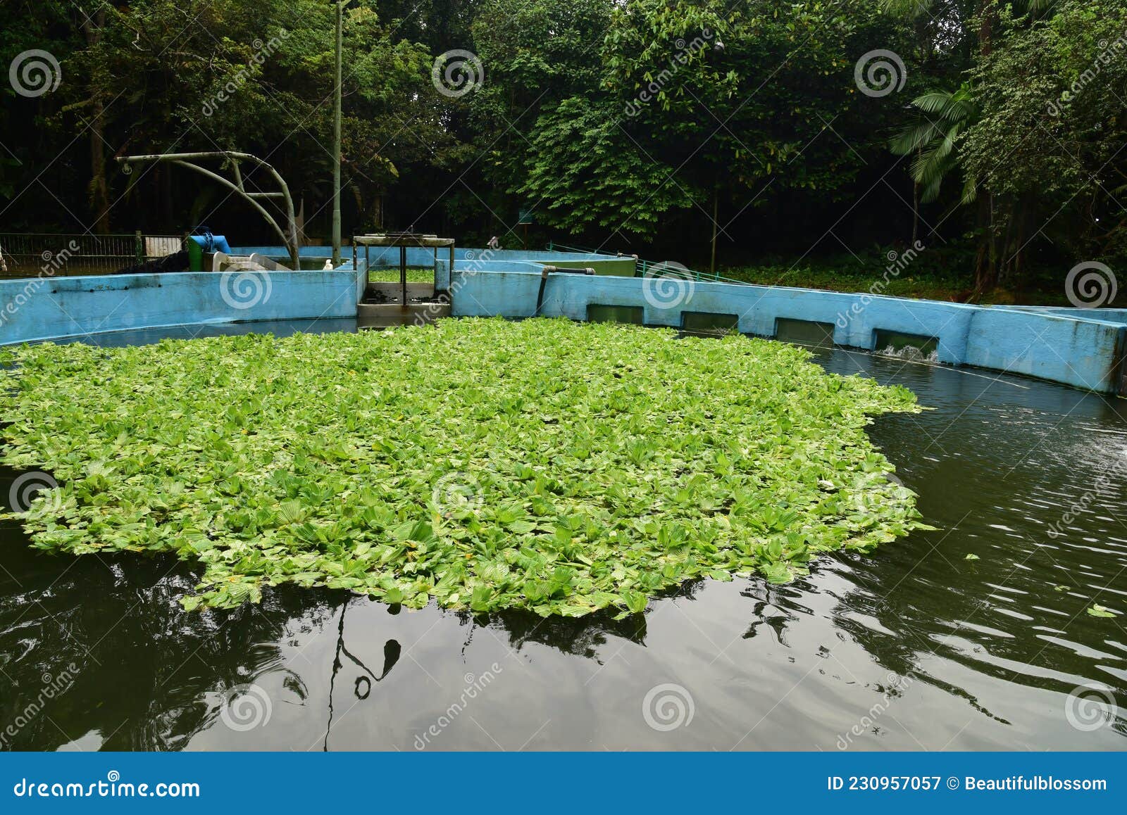 manatees rescue program by the instituto nacional de pesquisa da amazonia inpa in bosque da ciencia, manaus, brasil