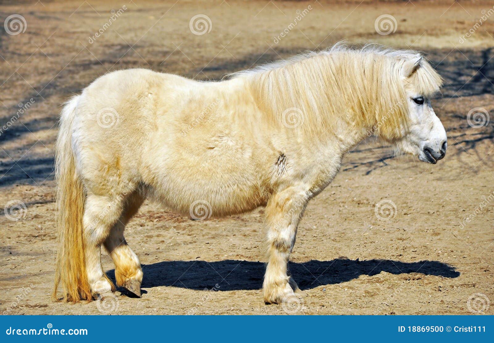 Poney blanc photo stock. Image du furry, fermier, ?�ne - 18869500