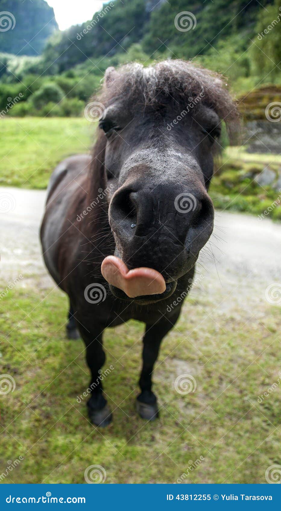 Poney Drole De Museau Avec La Langue De Forme De Coeur Image Stock Image Du Langue Expression Poney Drole De Museau Avec La Langue De Forme De Coeur Image Stock Image Du Langue Expression