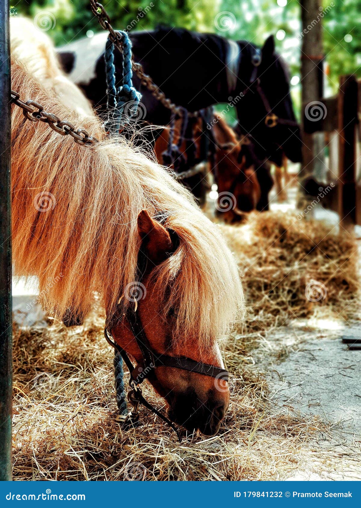 Poney in the farm stock photo. Image of horse, tree 179841232