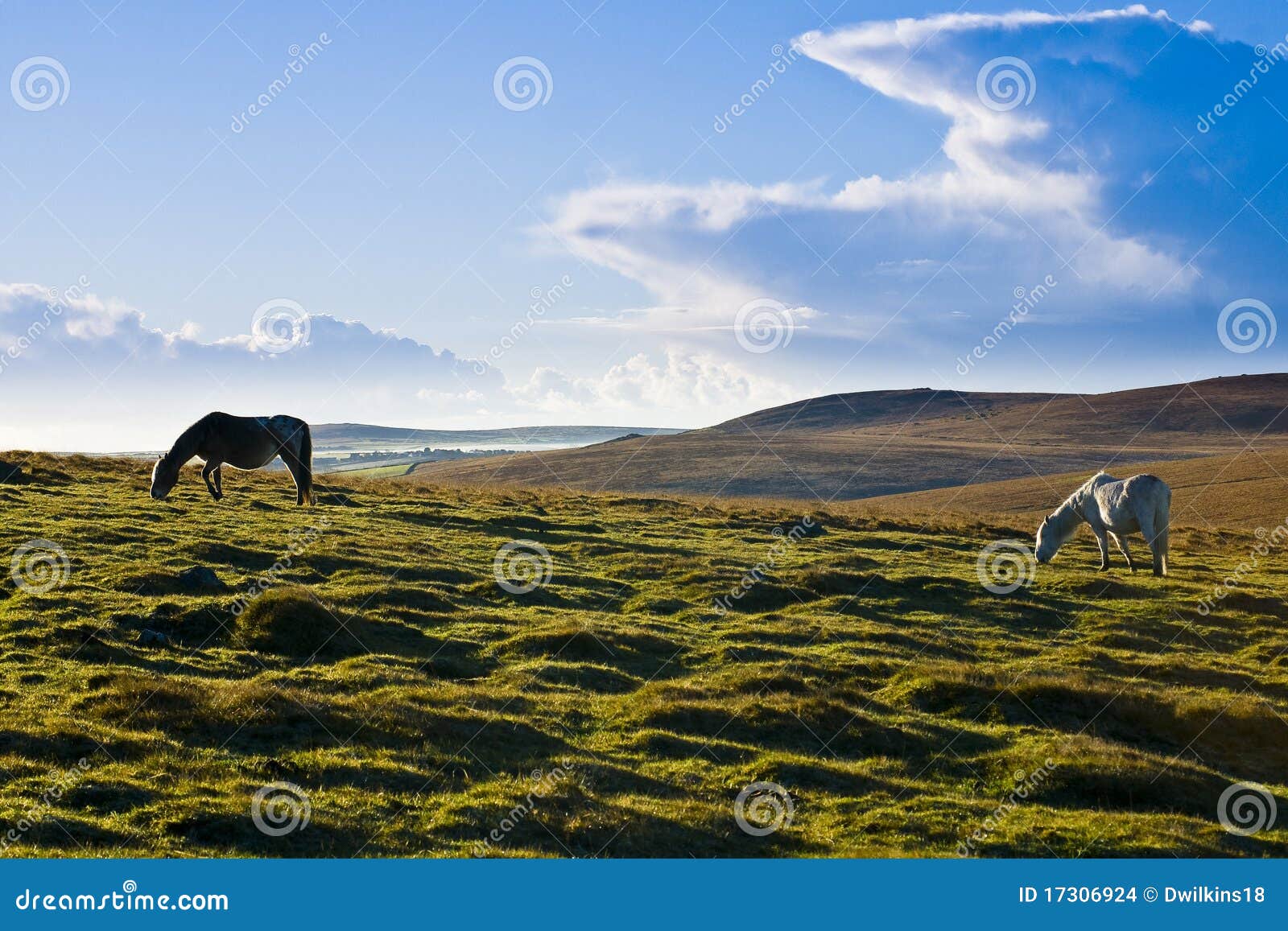 ponies on bodmin moor