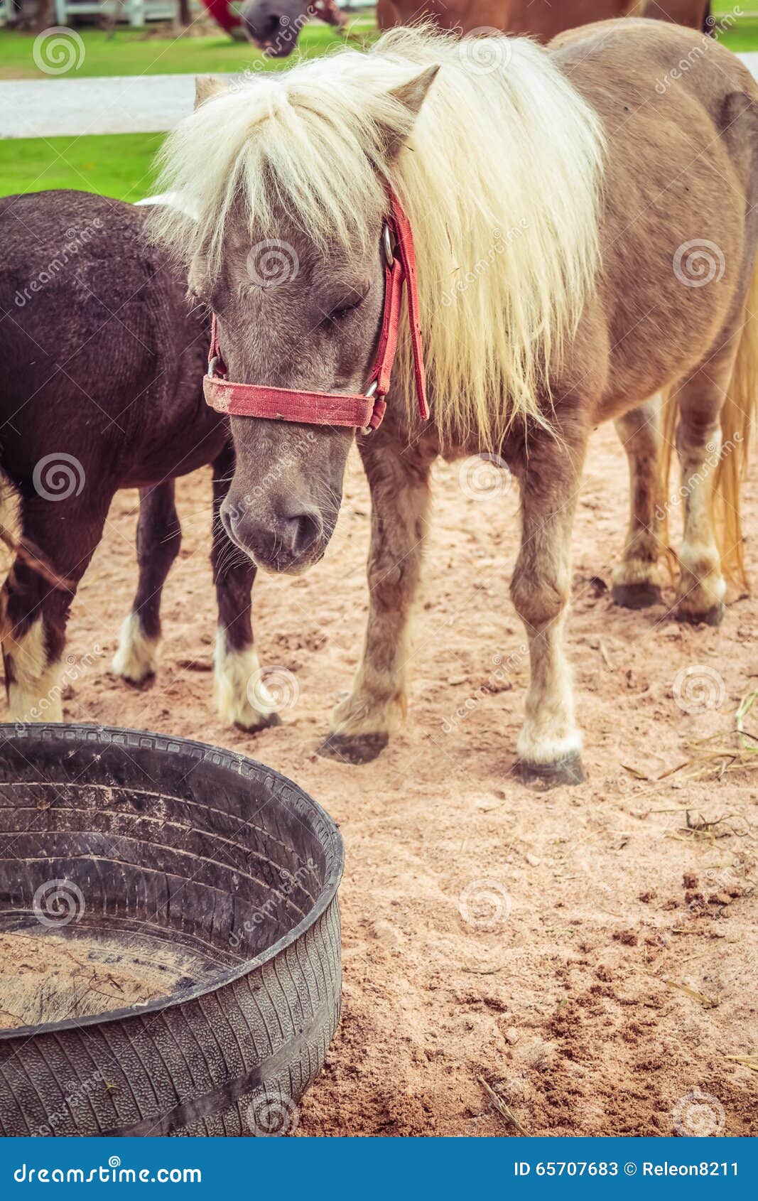 Ponies in the paddock stock image. Image of ponies, haycock 65707683