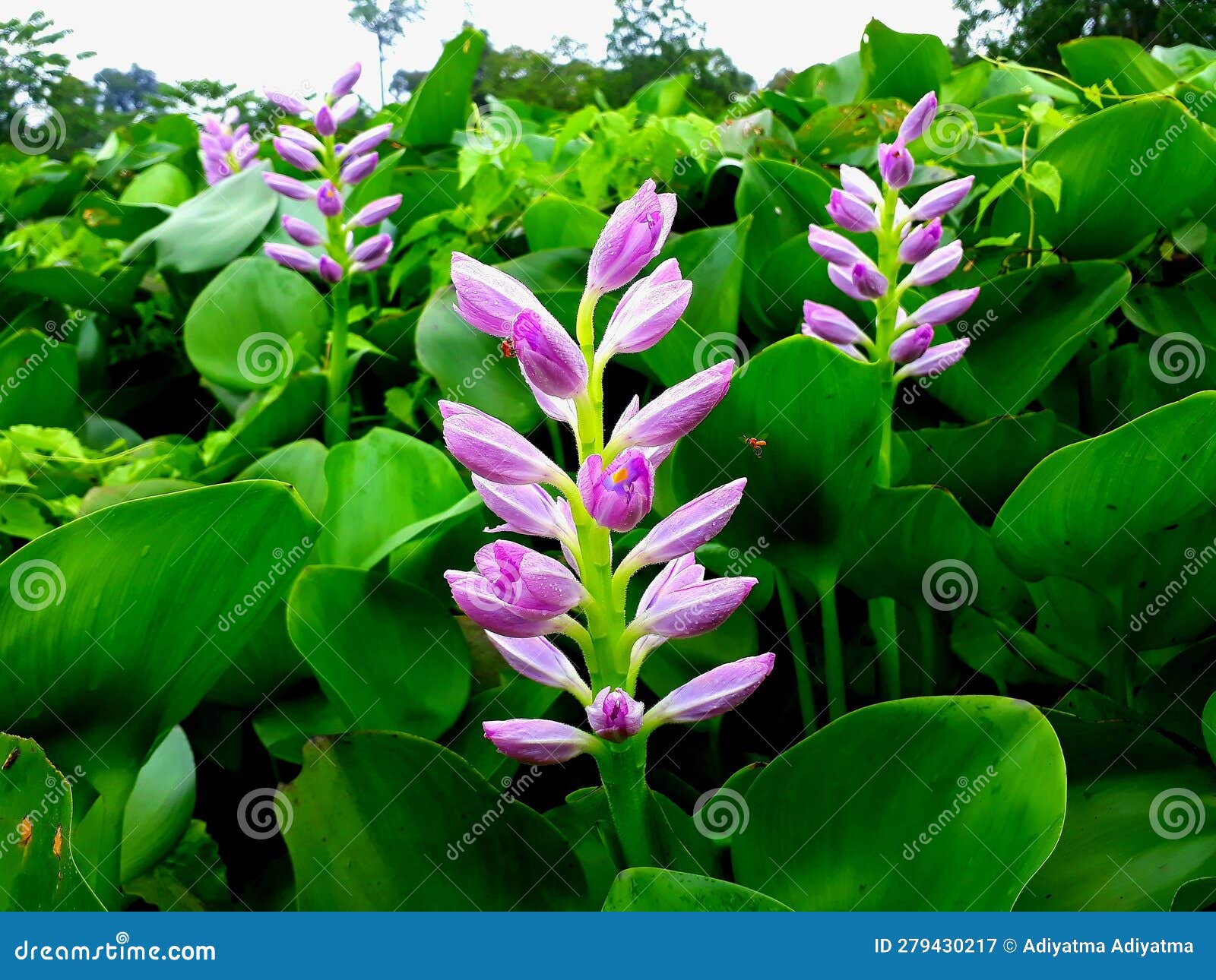 pontederia crassipes or eichornia crassipes