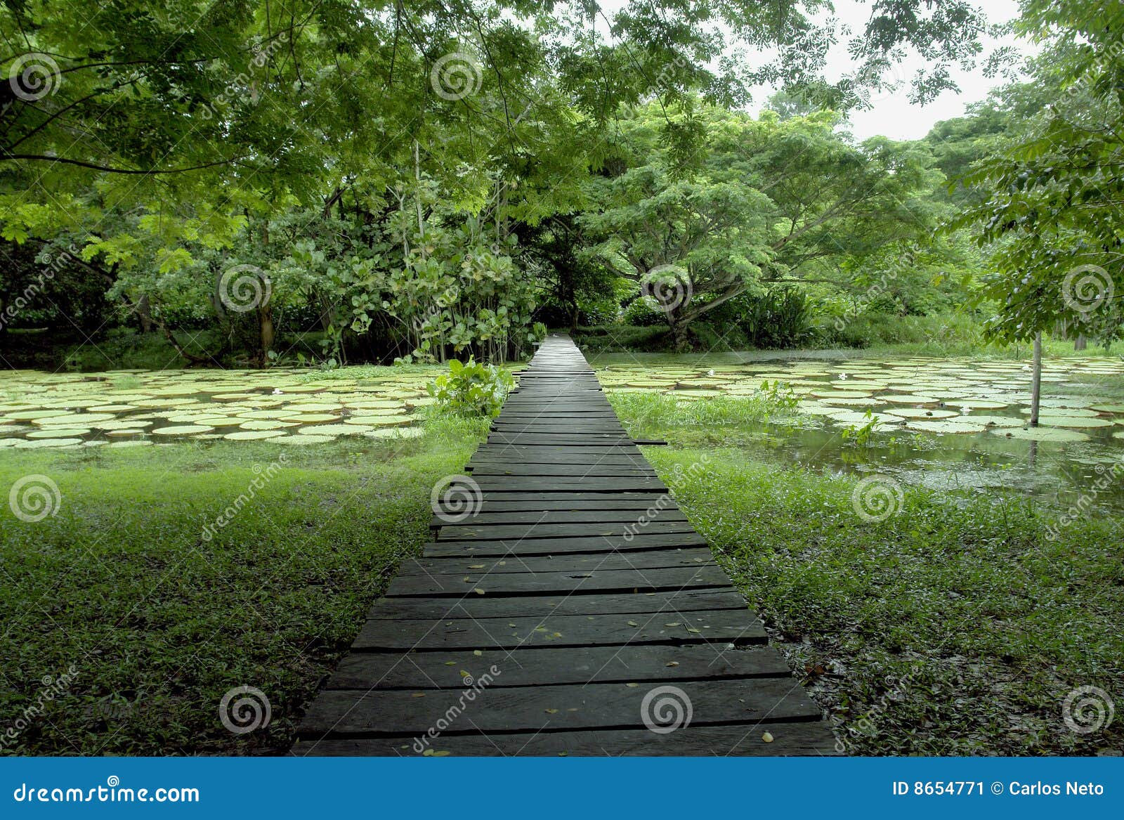 Ponticello di legno della foresta del Amazon. Ponticello di legno sopra il lago naturale Amazon dei lilys di regia della Victoria