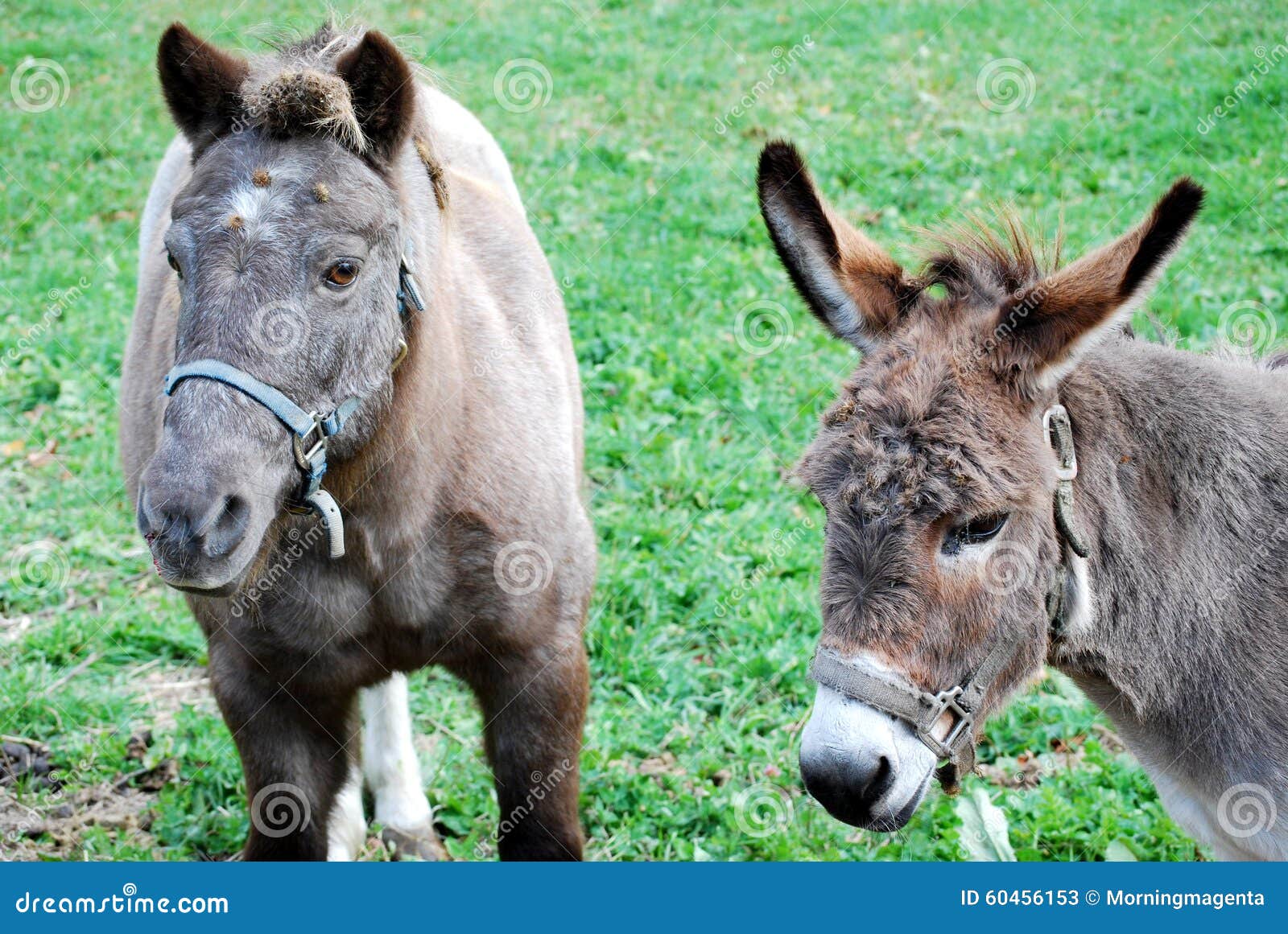 Pony and Burro stock image. Image of grass, grassy, burro - 60456153