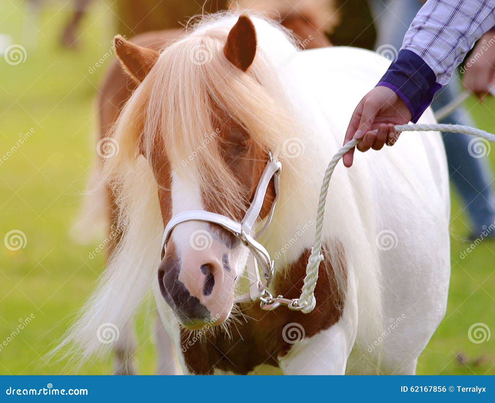Pony stock photo. Image of farm, people, active, beautiful 62167856