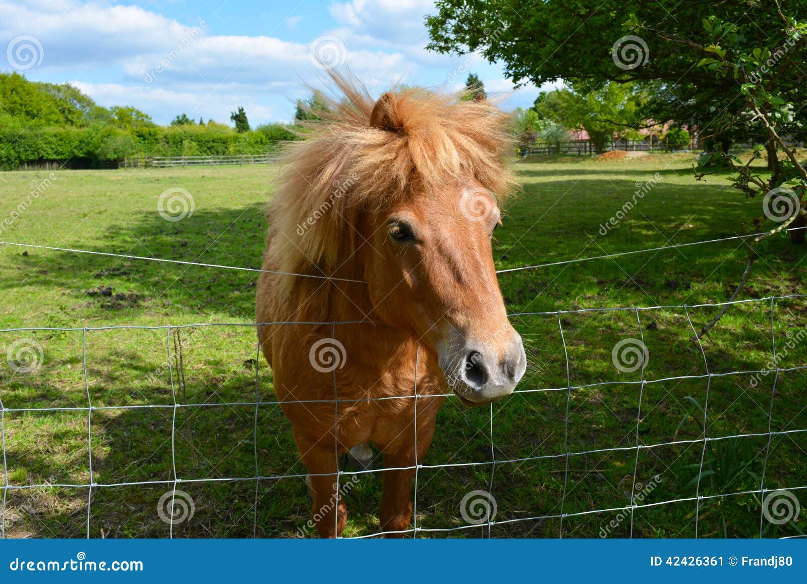 A pony peering over fence stock image. Image of fence 42426361