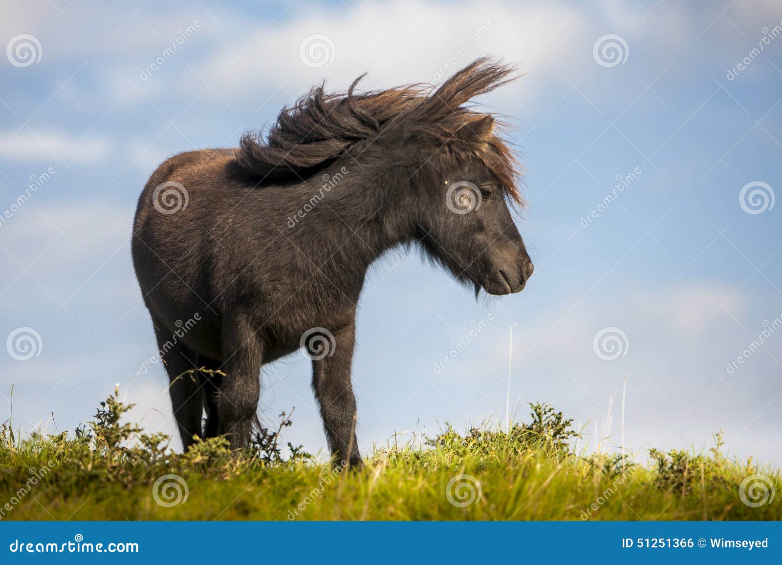 Pony, standing in the field in Zeeland, Netherlands