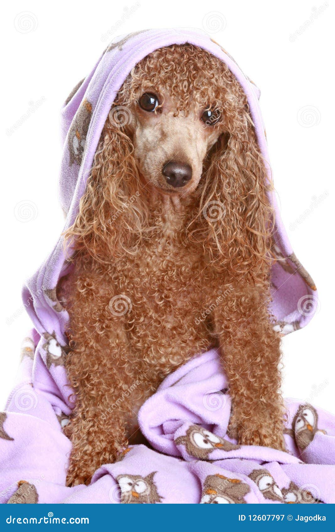 Poodle after a bath stock image. Image of funny, fluffy 12607797