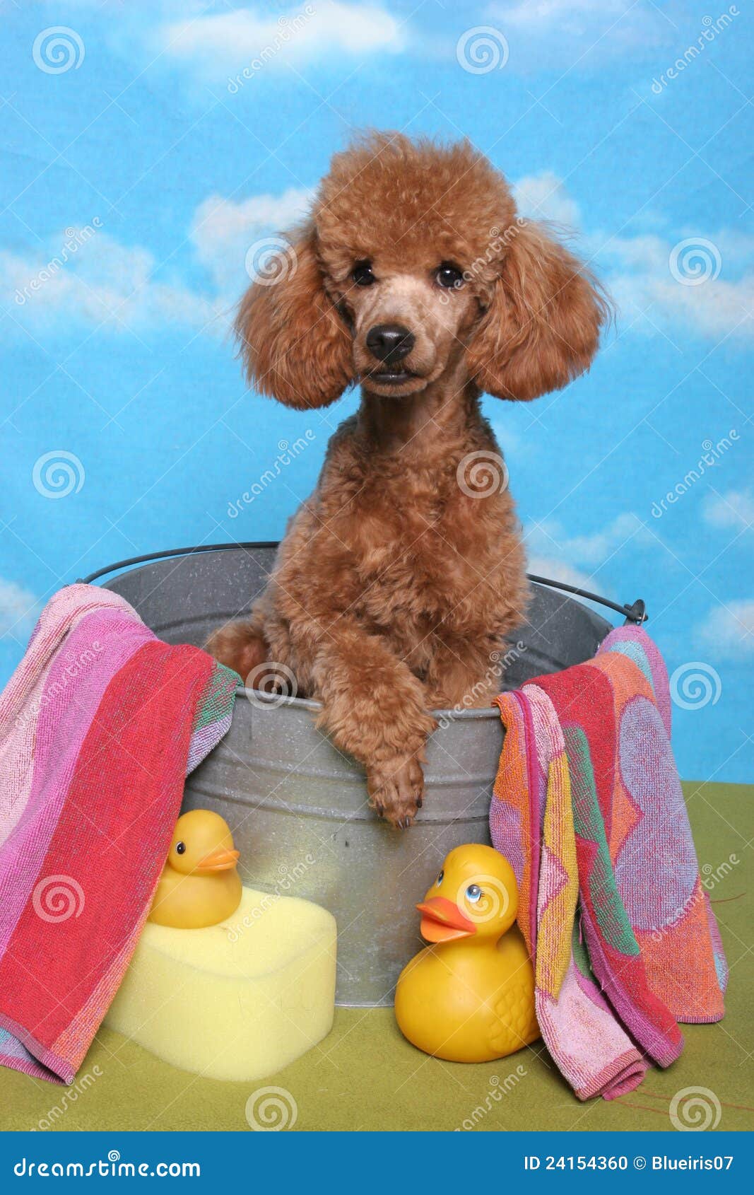 Poodle in a bath tub stock photo. Image of towel, bath 24154360