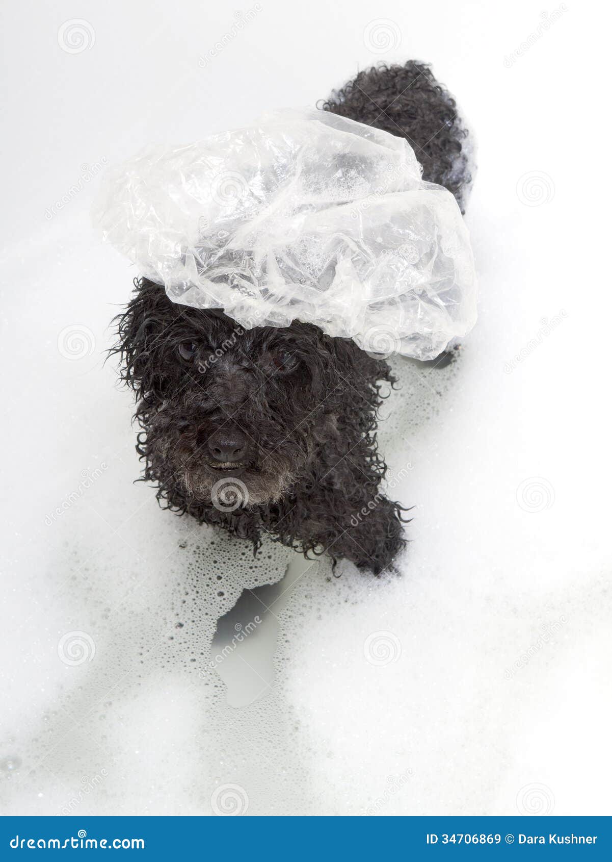Poodle in the Bath stock image. Image of humor, people 34706869