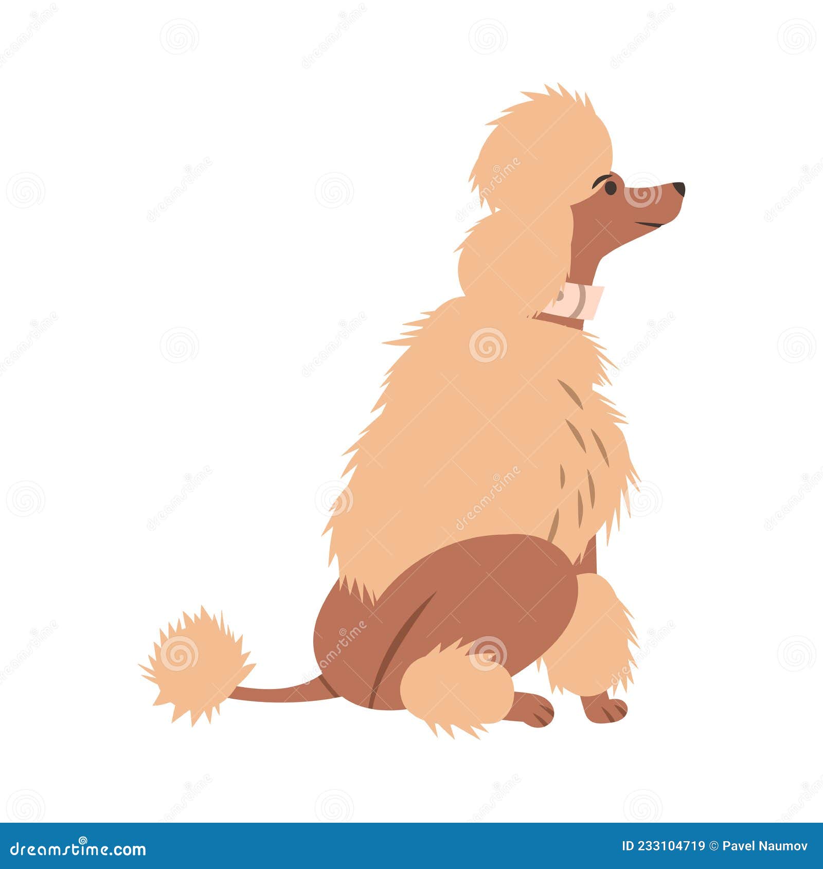 poodle or caniche as breed of water dog in sitting pose looking up  