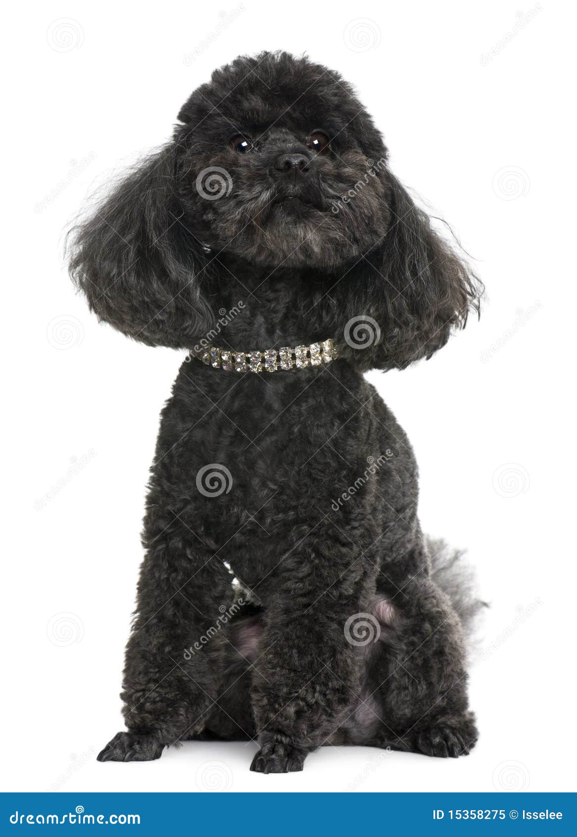 Poodle, with Diamond Collar Stock Image Image of creature, breed