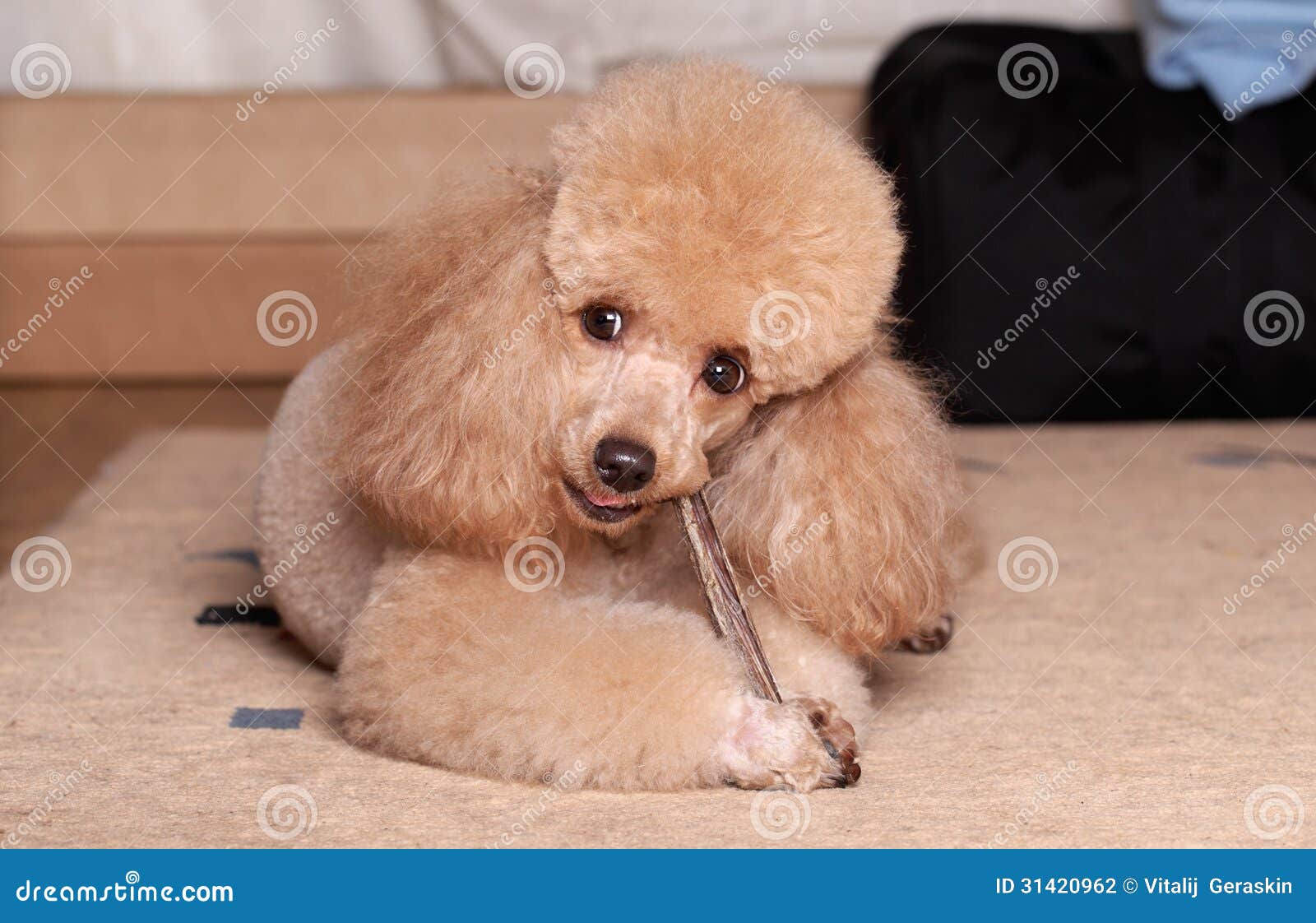 Poodle eat a dry bone stock photo. Image of animals, friend 31420962