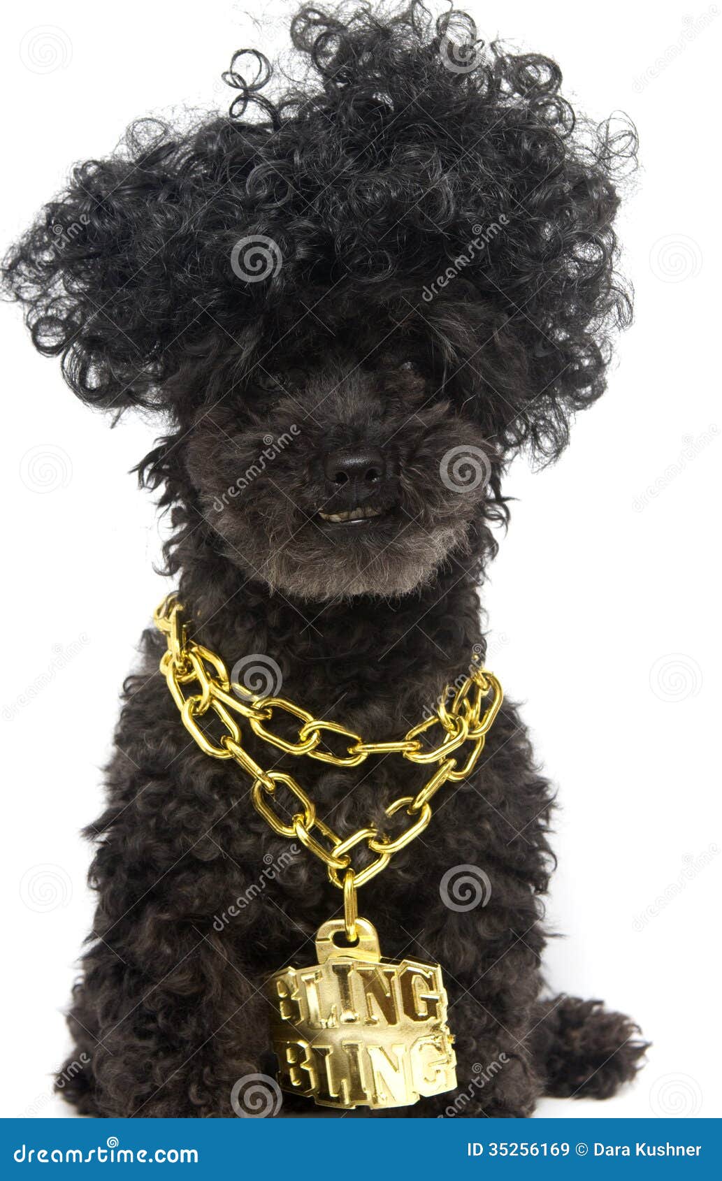 dog bling chain