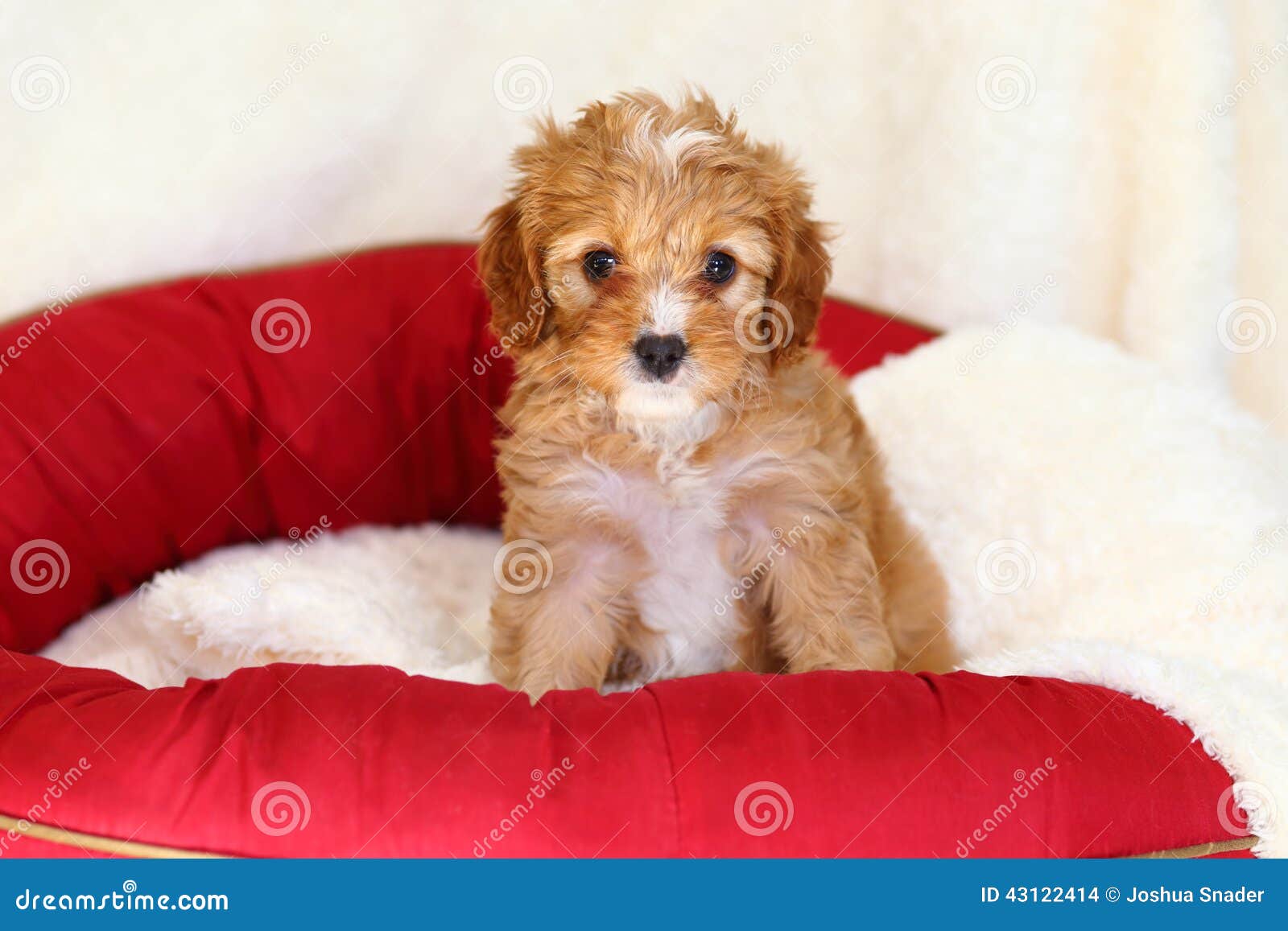 poodle mix puppy sits on a doggy bed