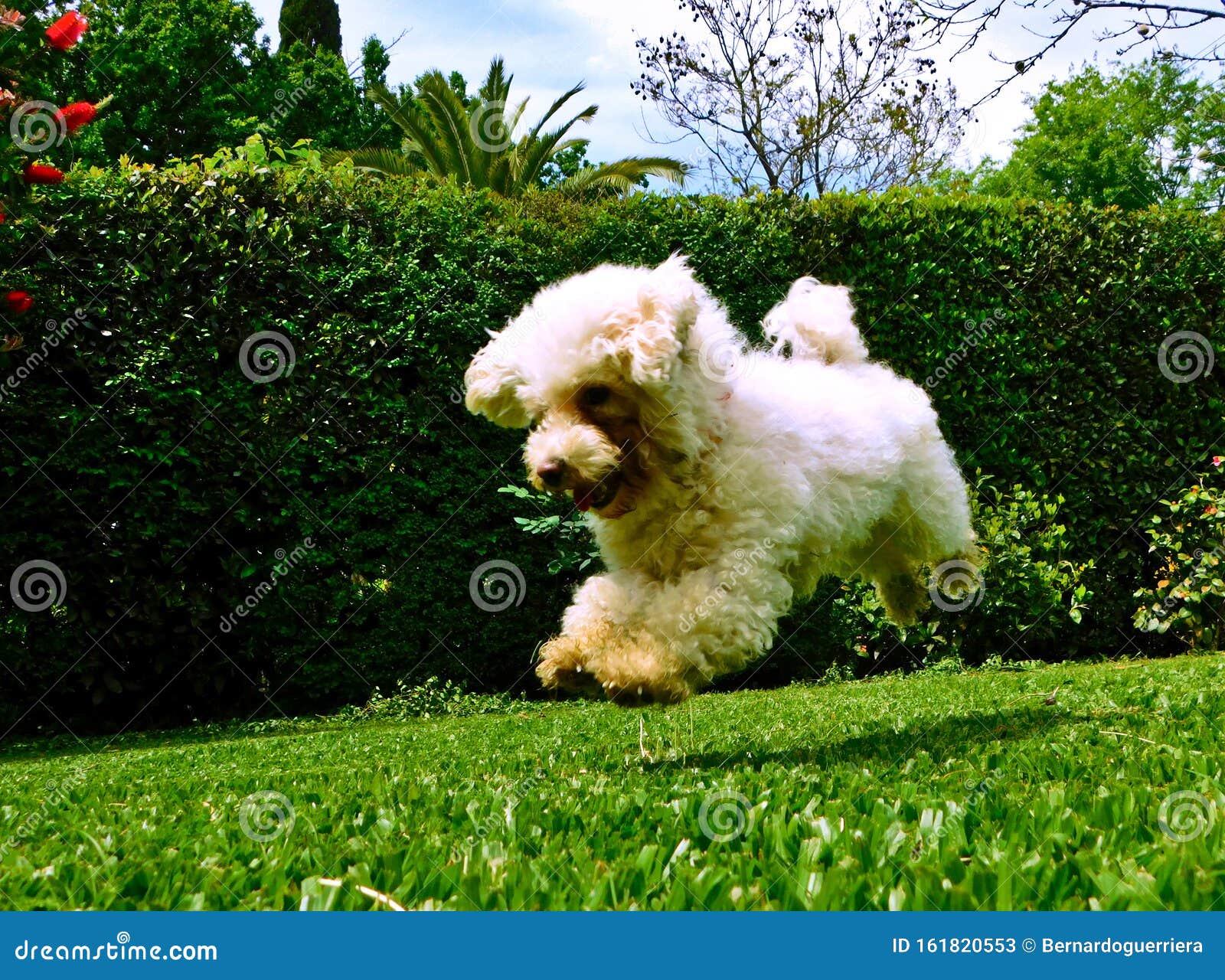 poodle playing in the park