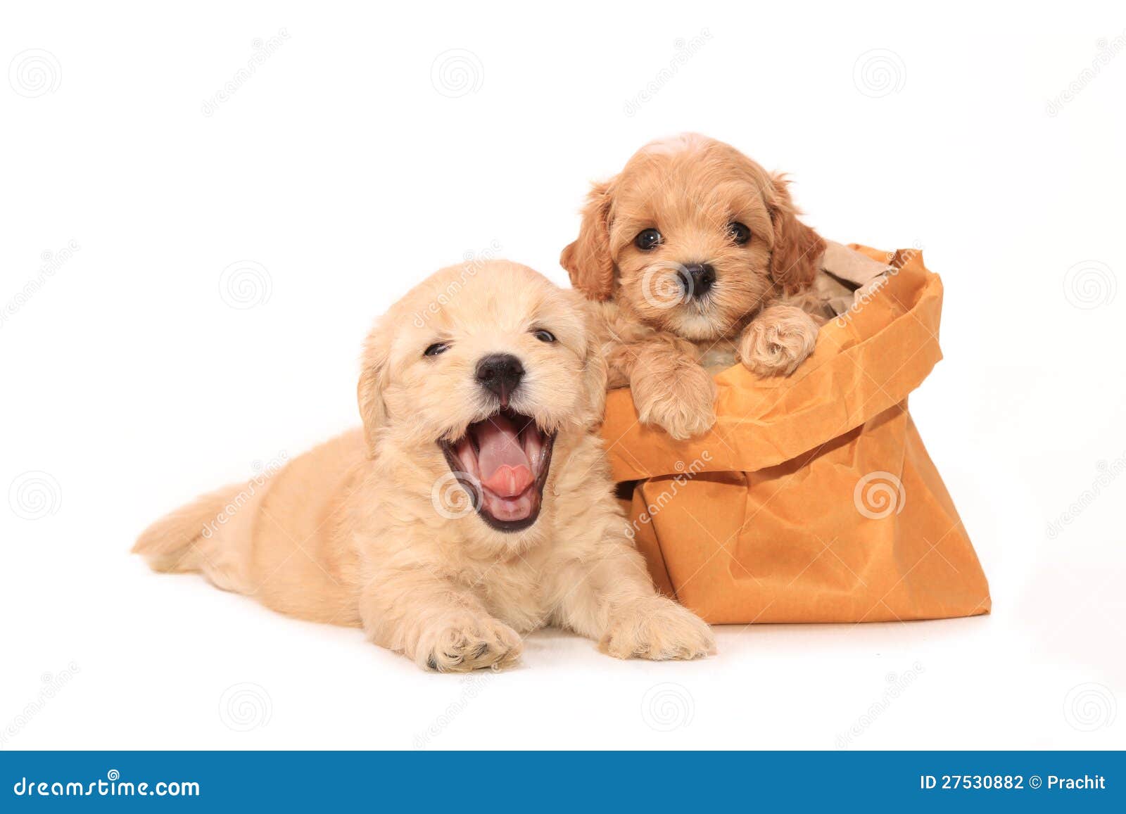 Poodle puppies in bag stock photo. Image of dogs, paper 27530882