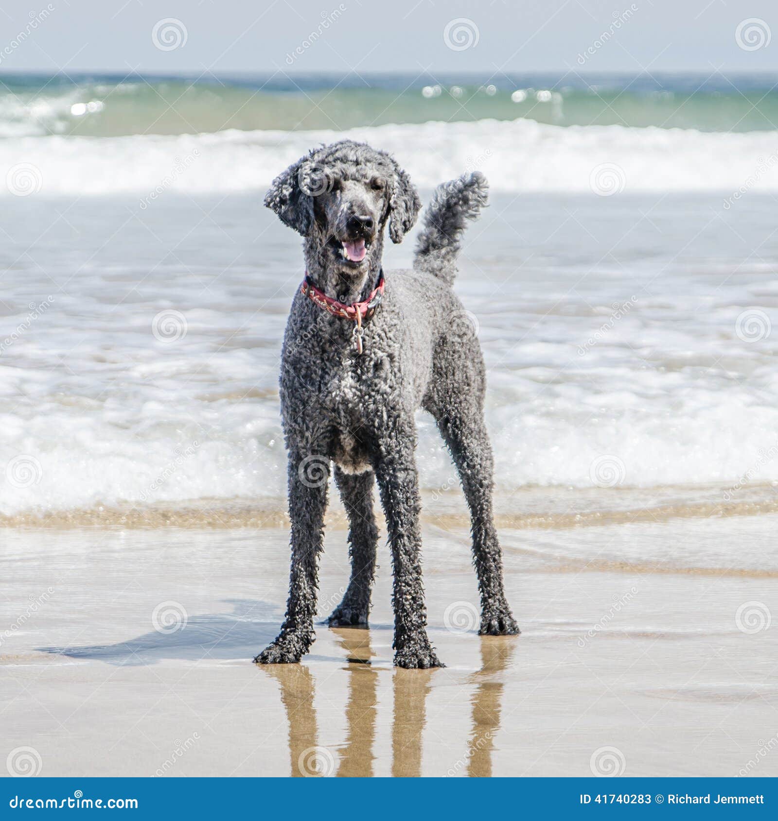 Poodle standing on beach stock image. Image of poodle 41740283