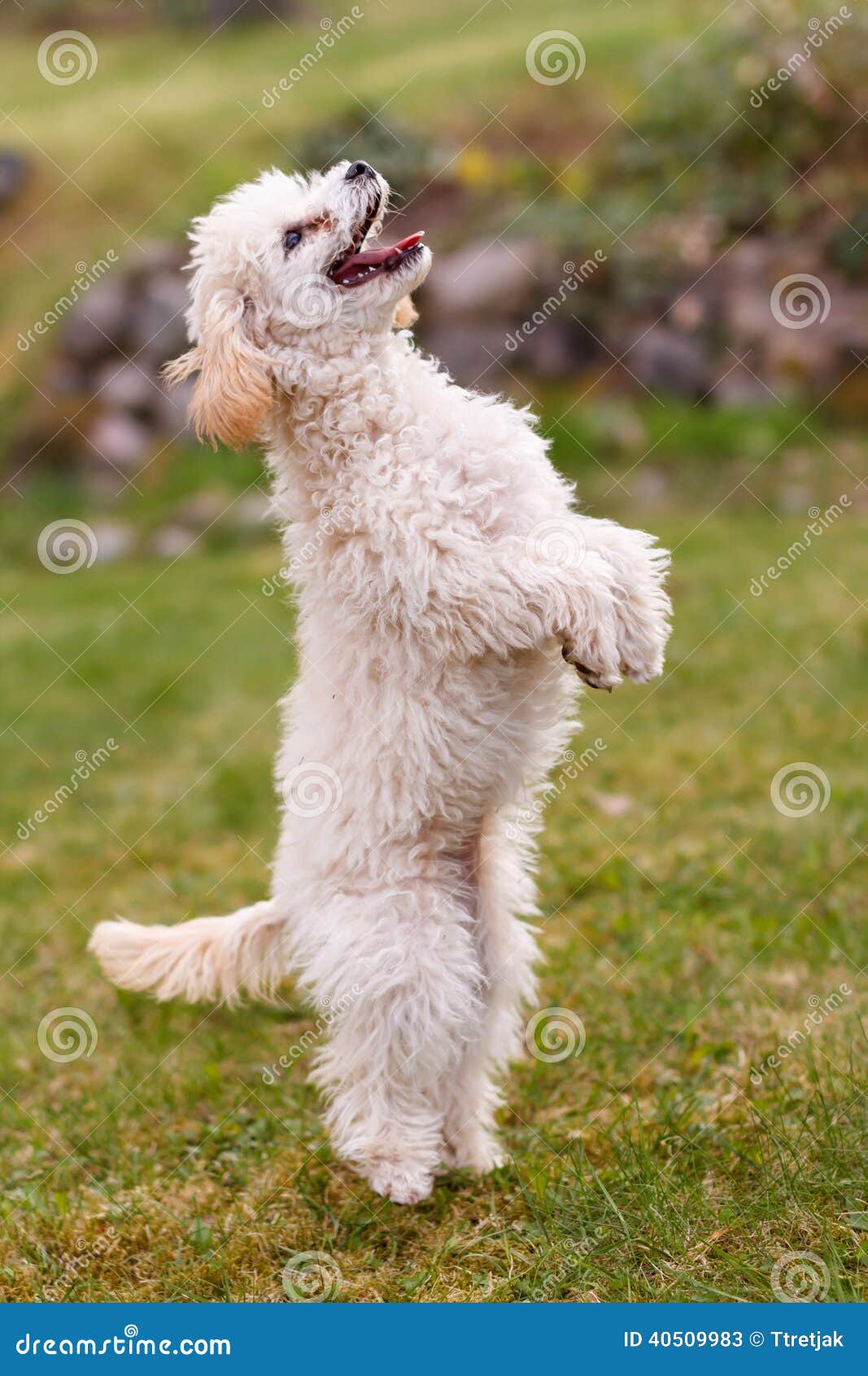Poodle Standing Trick stock image. Image of little, curly 40509983