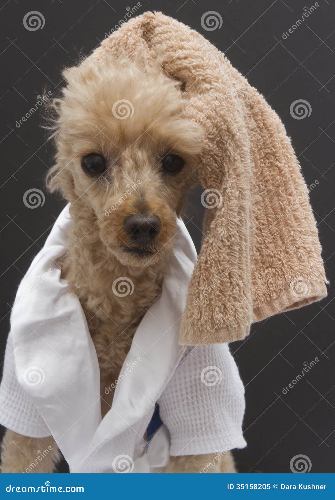 Poodle With Towel On Head Royalty Free Stock Photo - Image 