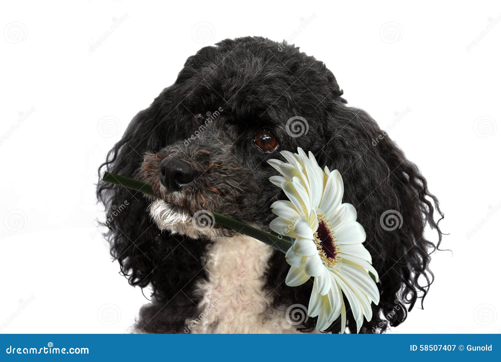 72,052 Happy Birthday Flowers Stock Photos - Free & Royalty-Free Stock  Photos from Dreamstime
