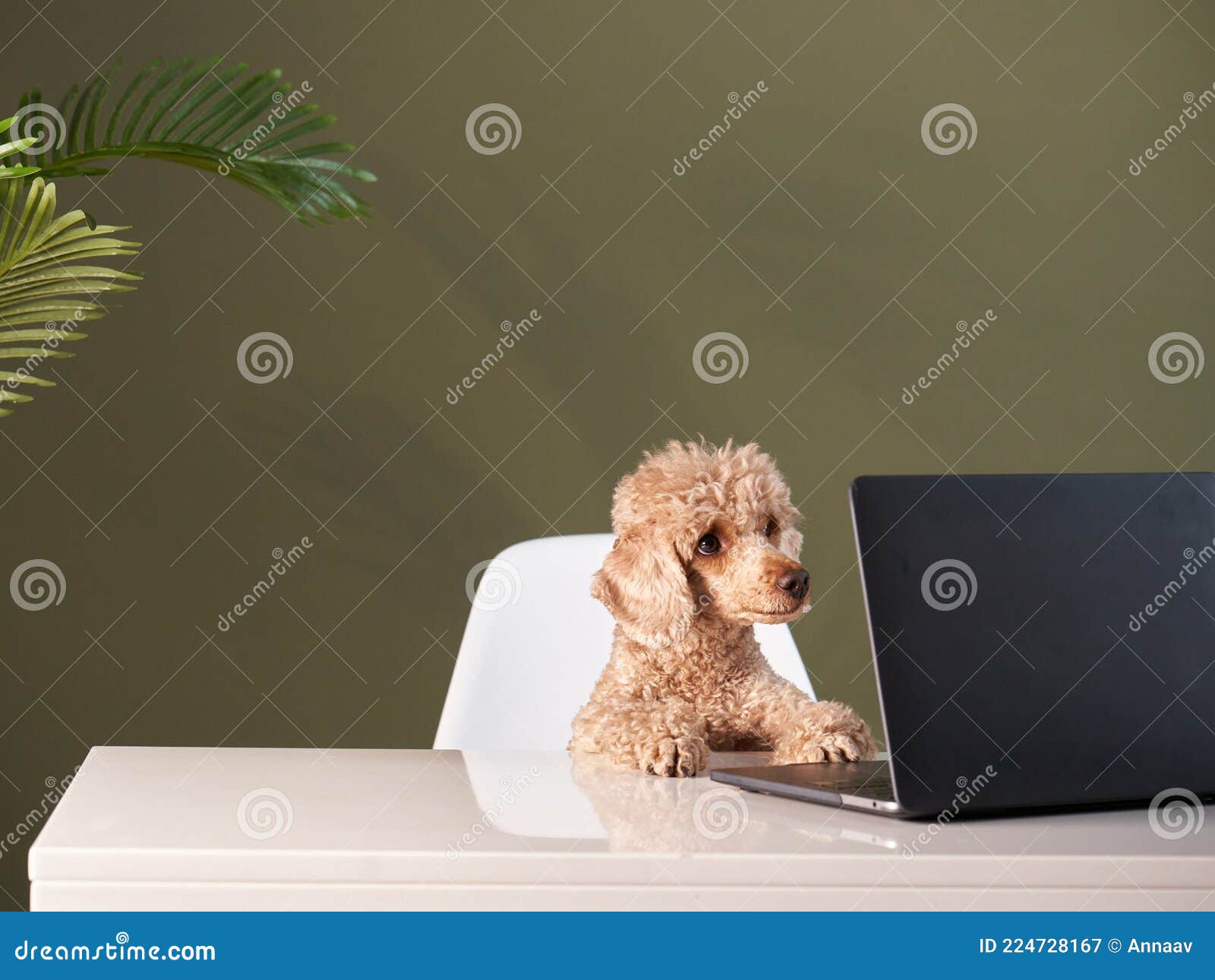 Poodle at a Work Table with a Laptop. Dog in the Office Stock Image