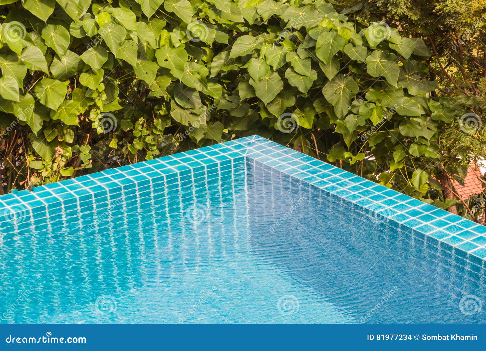 Pool Corner with Garden Background Stock Photo - Image of turquite