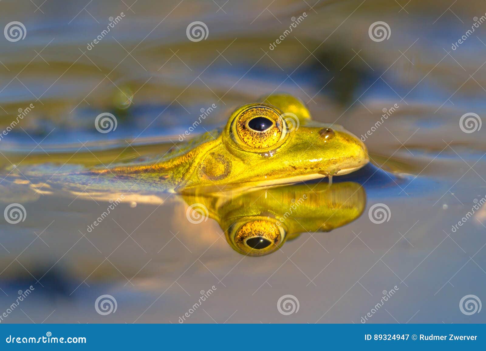 pool frog head looking from water