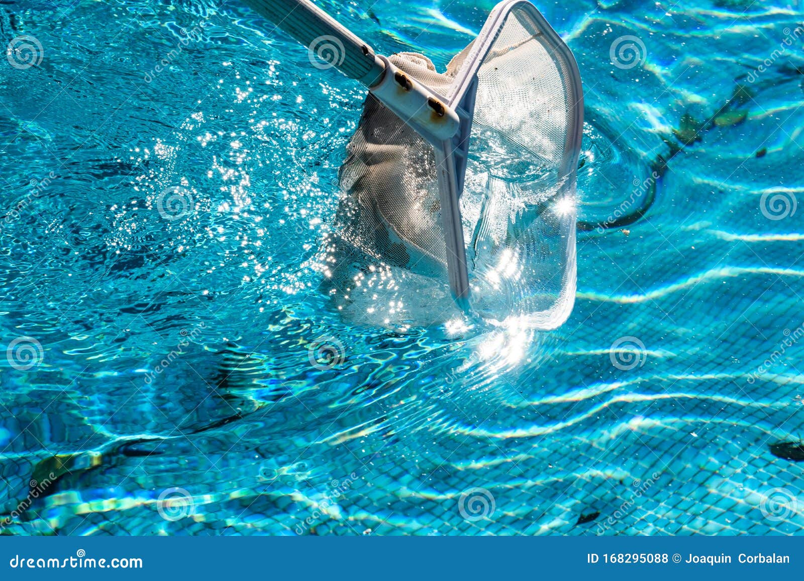 Pool Net Leaf Skimmer Rake in Summer Stock Photo Image of close, dirt