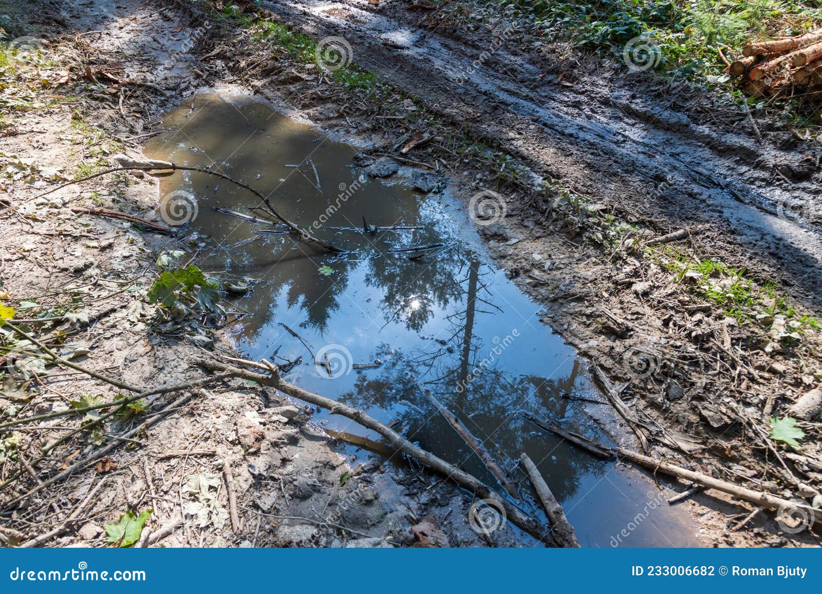 A Pool of Water on a Muddy Vest in the Woods Stock Photo Image of